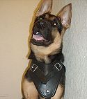 Bruce wears Best Harness for Large Dogs - German Shepherd Leather Harness