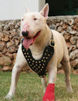 Studded Walking dog harness made of leather And Created To Fit Bull Terrier and similar breeds - product code H15