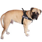 Better control everyday all weather dog harness for Bullmastiff - H17