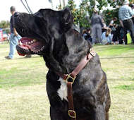 Luxury handcrafted dog harness- Cane corso