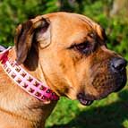 Exclusive Pink Leather Cane Corso Collar with Brass Studs
