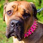 Bright Pink Spiked and Studded Leather Cane Corso Collar
