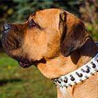 Spiked and Studded White Leather Cane Corso Collar for Walking