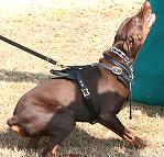 Exclusive Luxurious Handcrafted Padded Leather Dog Harness Perfect for your Doberman H10_1