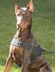 All Weather Nylon dog harness for tracking / walking Designed to fit Doberman - H6