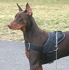 All Weather Nylon dog harness for tracking / walking Designed to fit Doberman - H6_1