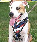 American Flag Leather Dog Harness Handpainted for Walking, Agitation and Protection Work