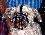 Pekepoo Wire Basket Dog Muzzles Size Chart - Pekepoo muzzle_1