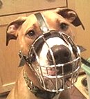 Best Fit Wire Basket Pitbull Muzzle - Multifunctional Tool