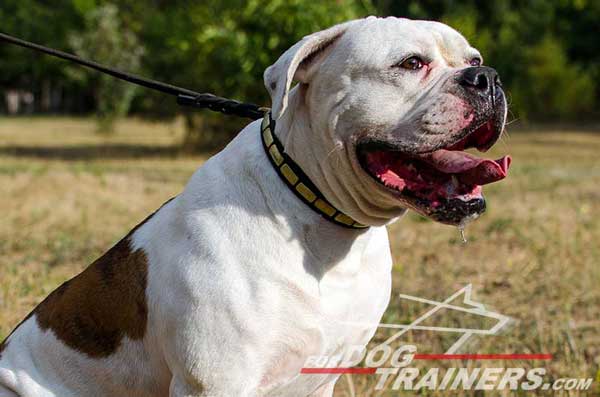 Leather Plated American Bulldog Collar Brass Fittings