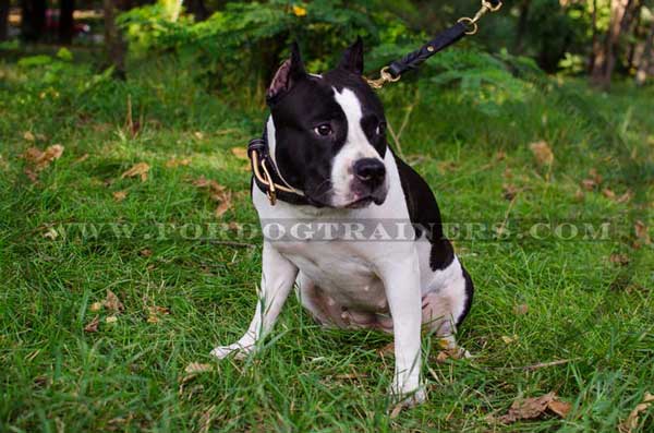 Amstaff Collar Stitched Leather Dog Training