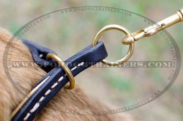 Brass Hardware on Choke Dog Collar