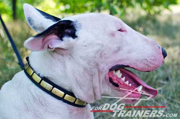 Plated Bull Terrier Collar Leather Decorated