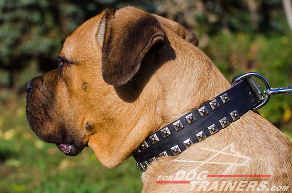Leather Dog Collar studded