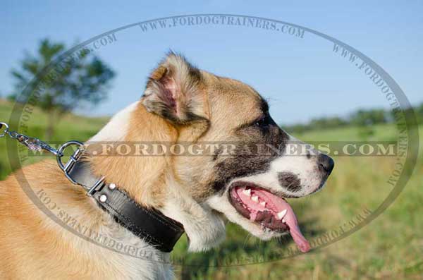 Central Asian Shepherd Walking Collar