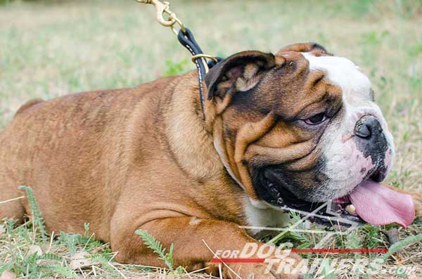 Walking English Bulldog Choke Collar Obedience Training