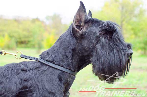 Wide Leather Choke Riesenschnauzer Collar