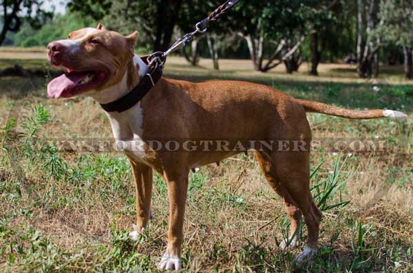 Leather Collar for Strong Pitbull Breed