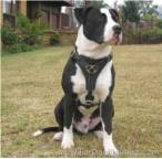 Great looking Tyson wearing our handcrafted leather dog harness for Pitbulls