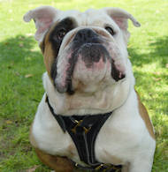 Tracking Walking leather dog harness for english bulldog harness