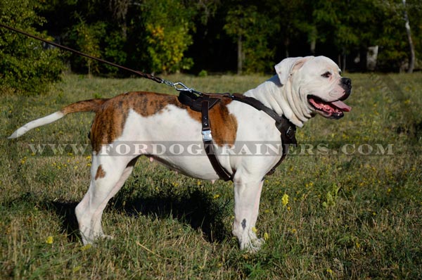 Pure leather dog harness for pro training