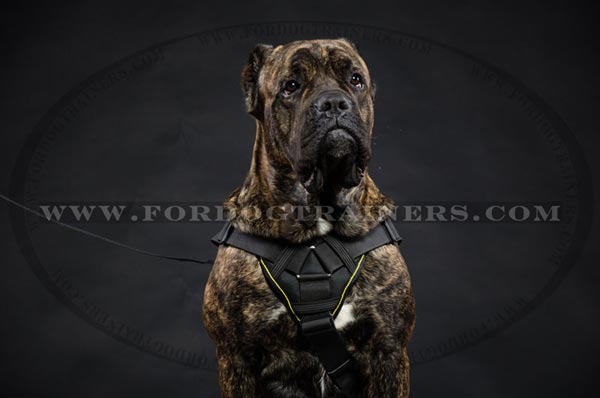 Nylon Cane Corso Harness