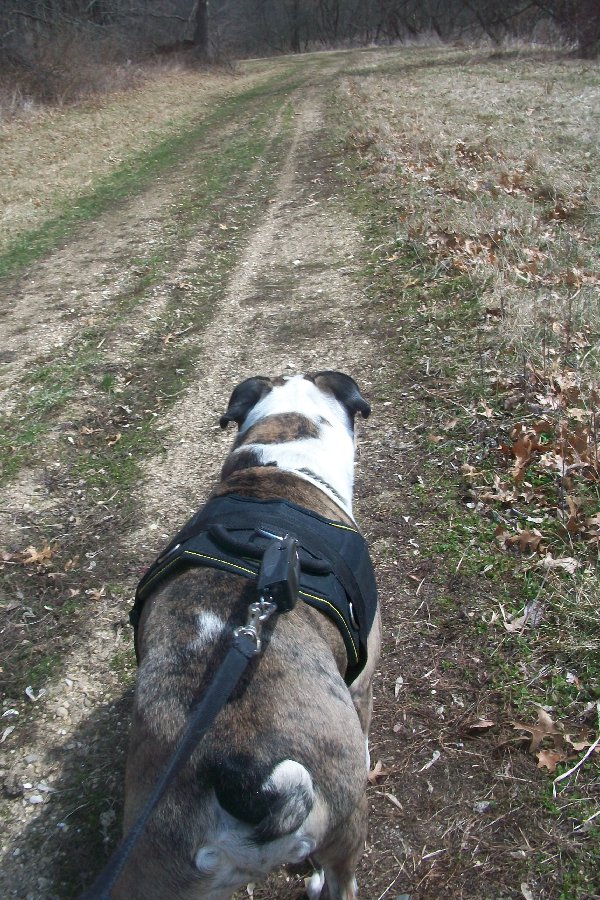 Stitched Nylon English Bulldog Harness