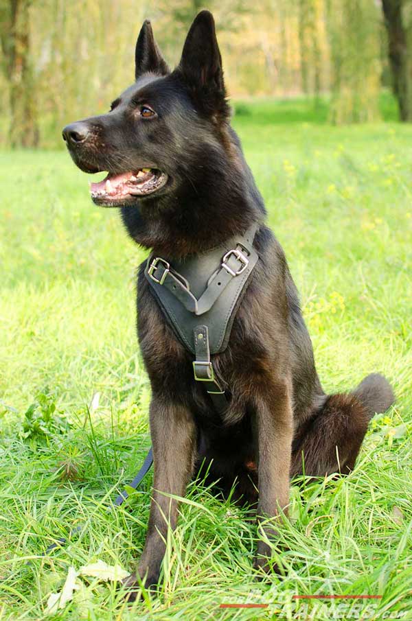 Walking German Shepherd Harness Leather with Padded Chest