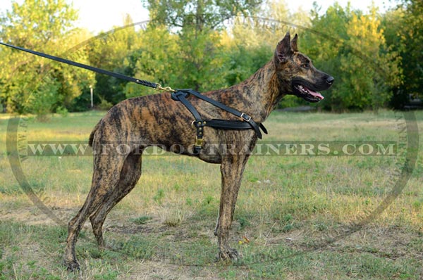 Pulling or Tracking Leather Canine Harness