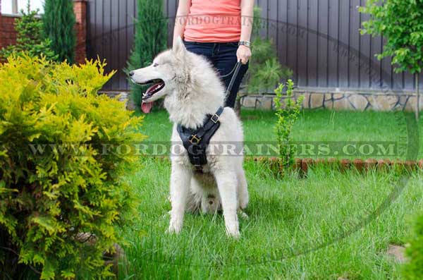 Decorated breast plate leather harness for Siberian Husky