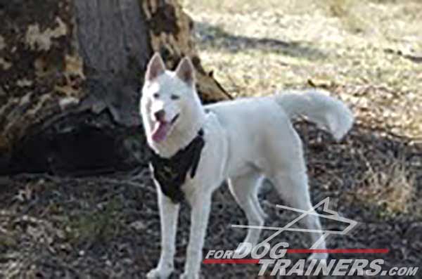 Soft thick felt padded leather harness for Siberian Husky