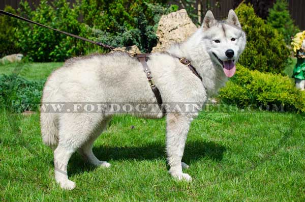 Elegant leather harness without chest plate for Siberian Husky