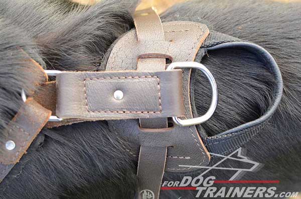 Padded Back Plate on German Shepherd Harness Leather Training