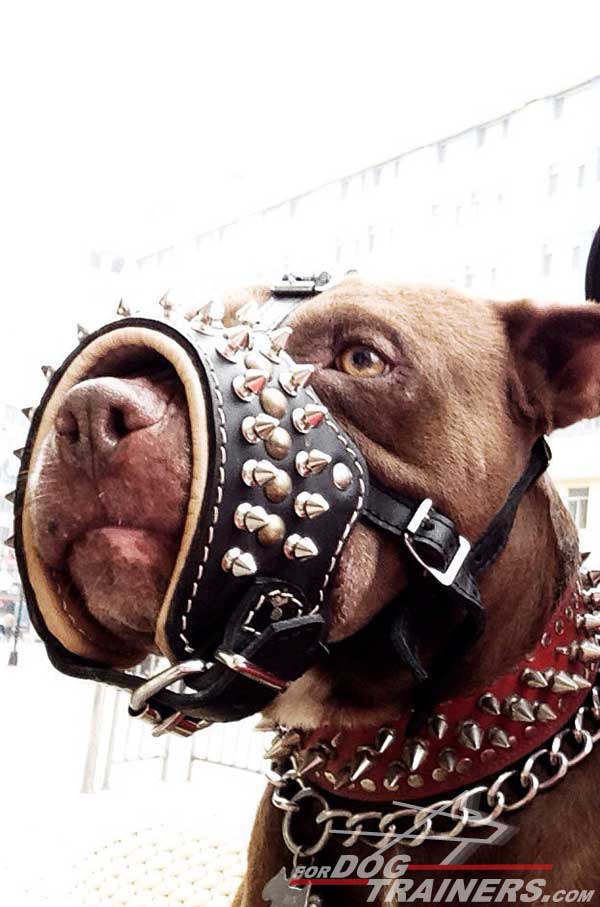 Luxury decorated Pitbull muzzle with spikes and studs