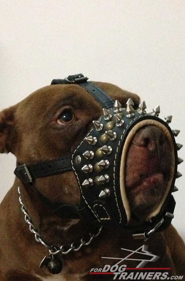 Securely stitched and riveted Pitbull muzzle
