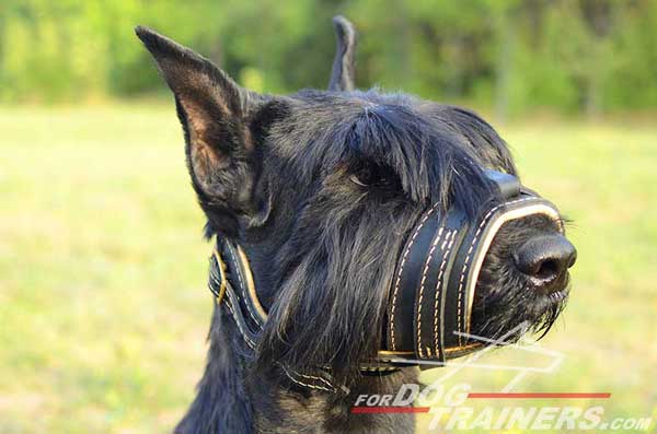 Open-Nosed Leather Riesenschnauzer Muzzle