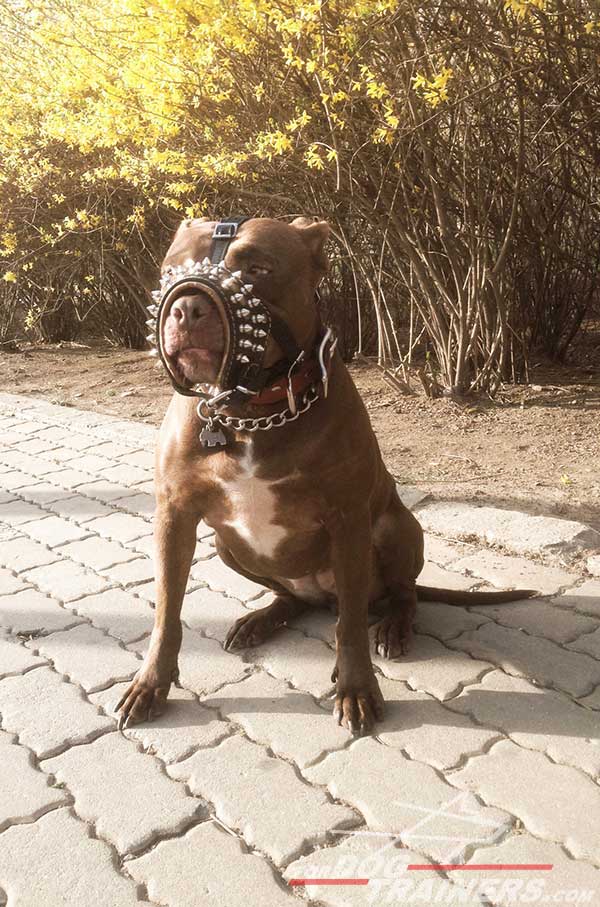 Anti-bite decorated leather Pitbull muzzle
