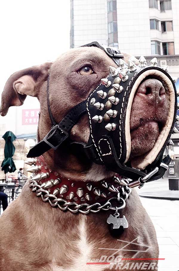 Royal Nappa padded leather Pitbull muzzle