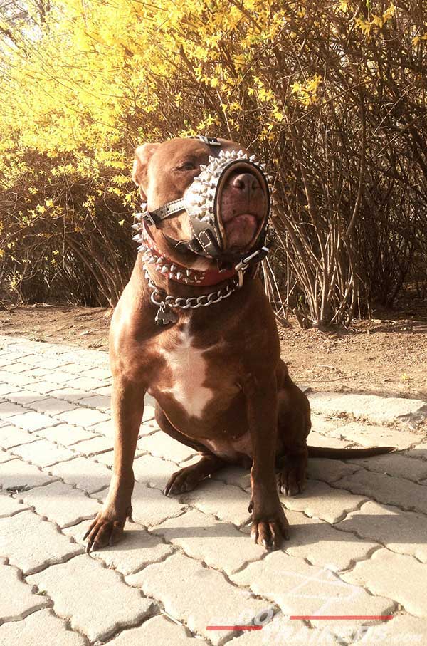 Soft inside Nappa padding for luxury Pitbull muzzle