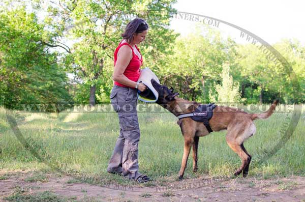 FFull Mouth Grip Bite Training for Belgian Malinois