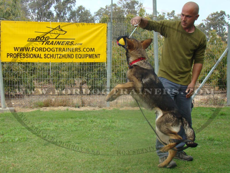 ball on a string for dogs