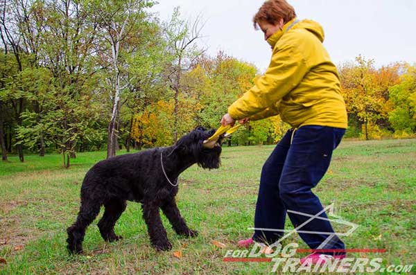 Efficient Bite Training Equipment for Riesenschnauzers