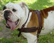 Tracking/Pulling Leather Dog Harness- english bulldog harness