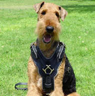 Exclusive Luxury Handcrafted Padded Leather Dog Harness-Airedale