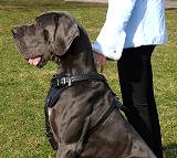 Agitation / Protection / Attack Leather Dog Harness Perfect For Your Great Dane H1
