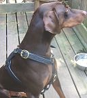 Great looking Doberman wearing our Luxury handcrafted leather dog harness H7