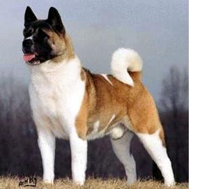 Akita Height Chart