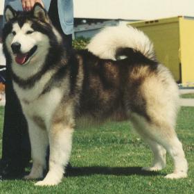 Alaskan Malamute Size Chart