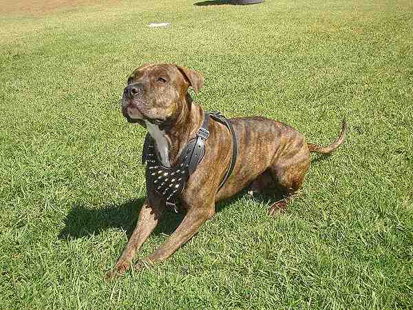 Spiked Walking dog harness made of leather And Created To Fit American-PitBull-Terrier and similar breeds - product code H9 - Click Image to Close