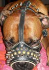 Boris looks powerful in Padded dog muzzle with spikes for all breeds M61